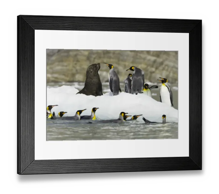Framed Print : Male Antarctic fur seal and king penguins on ice floe