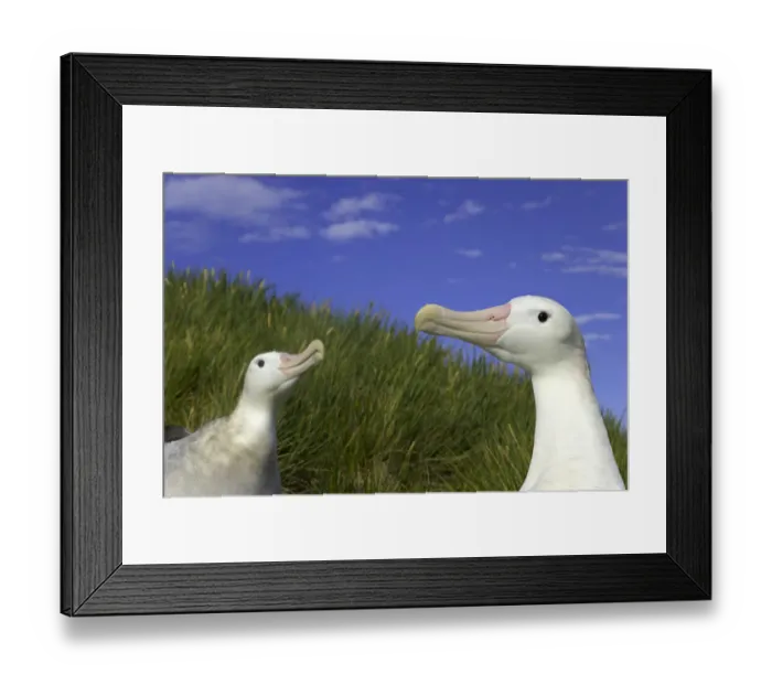 Framed Print : Two wandering albatross (Diomedea exulans) in courtship display Framed Print : Two wandering albatross (Diomedea exulans) in courtship display