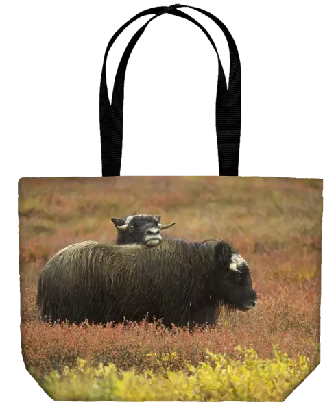 Two musk ox (Ovibos moschatus) calves on autumnal tundra