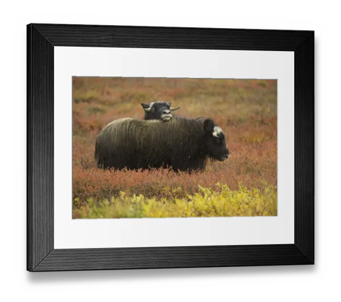 Framed Print : Two musk ox (Ovibos moschatus) calves on autumnal tundra Framed Print : Two musk ox (Ovibos moschatus) calves on autumnal tundra