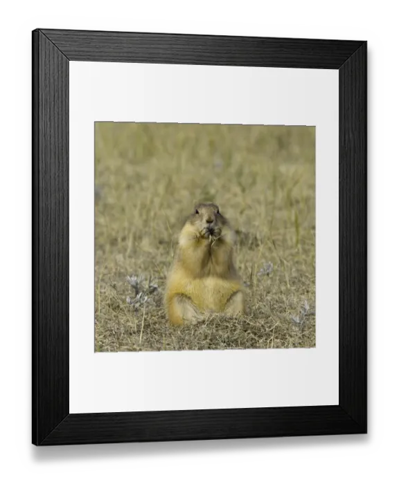 Framed Print : Black-tailed prairie dog (Cynomys ludovicianus) eating grass, autumn Framed Print : Black-tailed prairie dog (Cynomys ludovicianus) eating grass, autumn