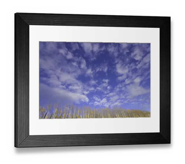 Framed Print : American aspen trees (Populus tremuloides), autumn, low angle view Framed Print : American aspen trees (Populus tremuloides), autumn, low angle view