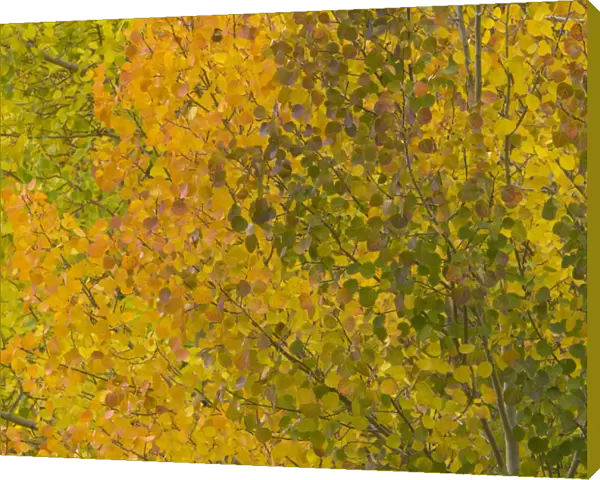 USA, Colorado, autumnal aspen trees, full frame