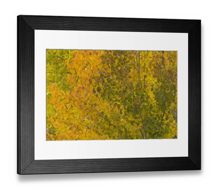 Framed Print : USA, Colorado, autumnal aspen trees, full frame Framed Print : USA, Colorado, autumnal aspen trees, full frame
