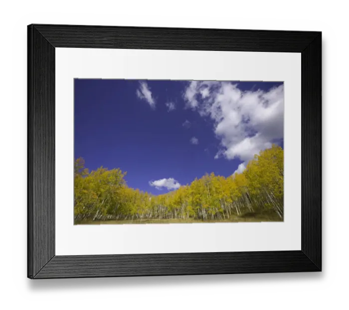 Framed Print : USA, Colorado, Raggeds Wilderness Area, aspen grove, autumn Framed Print : USA, Colorado, Raggeds Wilderness Area, aspen grove, autumn