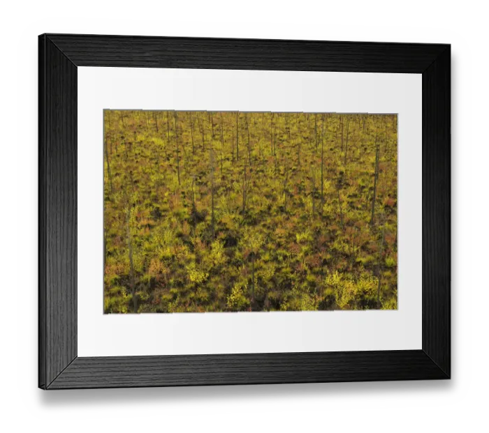 Framed Print : Dwarf willows, birch trees, berry plants and grasses, autumn