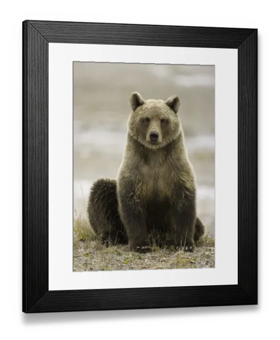 Framed Print : Young female brown bear (Ursus arctos) with tracking tags on ears