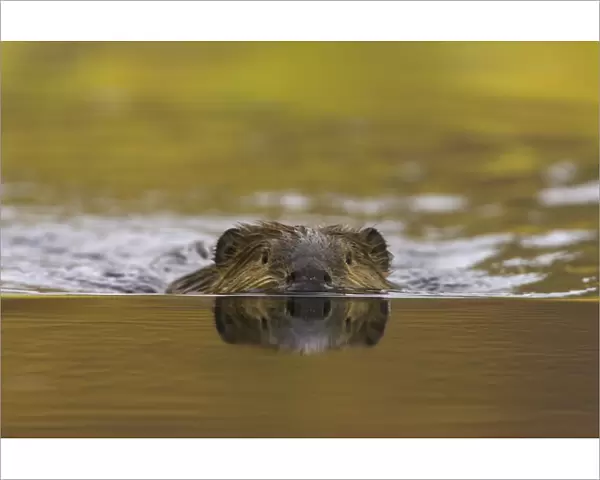 North American beaver (Castor canadensis) in pond