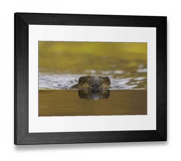 Framed Print : North American beaver (Castor canadensis) in pond Framed Print : North American beaver (Castor canadensis) in pond