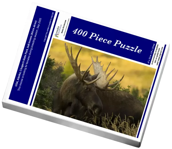 USA, Alaska, Chugach State Park, bull moose (Alces alces)