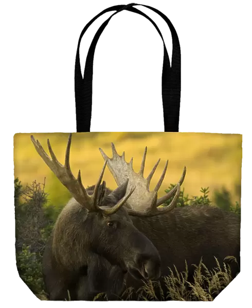 USA, Alaska, Chugach State Park, bull moose (Alces alces)