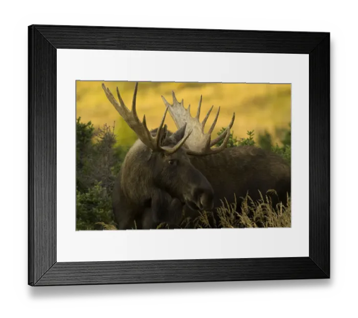 Framed Print : USA, Alaska, Chugach State Park, bull moose (Alces alces) Framed Print : USA, Alaska, Chugach State Park, bull moose (Alces alces)