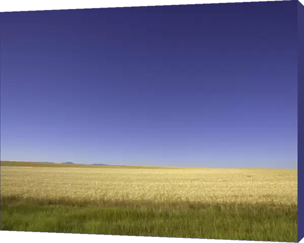 USA, Montana, wheatfields against blue sky, summer