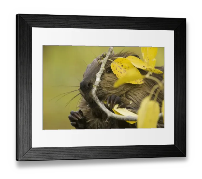 Framed Print : North American beaver (Castor canadensis) gnawing on poplar branch Framed Print : North American beaver (Castor canadensis) gnawing on poplar branch