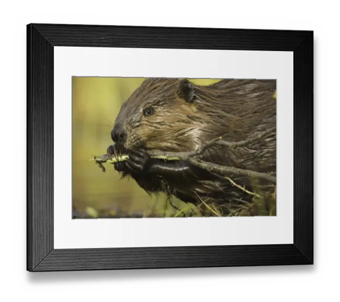 Framed Print : North American beaver (Castor canadensis) gnawing on poplar branch Framed Print : North American beaver (Castor canadensis) gnawing on poplar branch