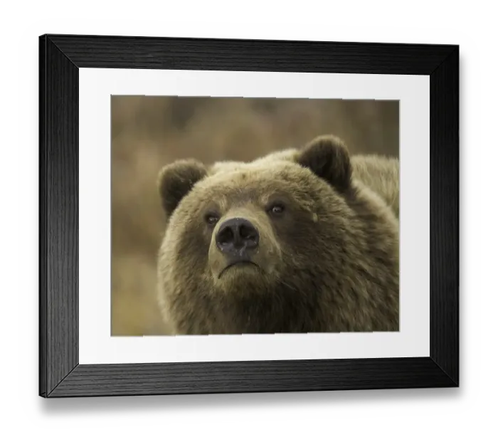 Framed Print : USA, Alaska, Denali National Park, brown bear (Ursus arctos) cub