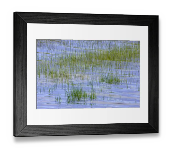 Framed Print : Canada, Nova Scotia, Bay of Fundy, grass sticking out of sea, summer Framed Print : Canada, Nova Scotia, Bay of Fundy, grass sticking out of sea, summer