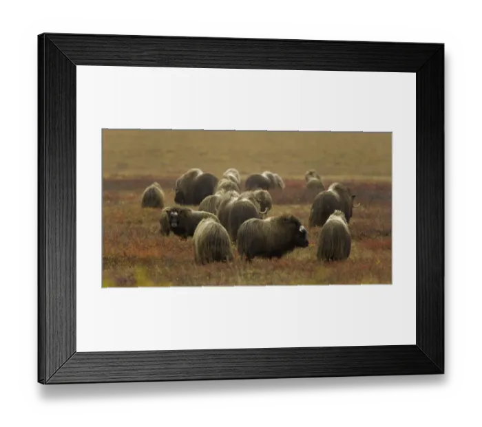 Framed Print : Herd of musk ox (Ovibos moschatus) on autumnal tundra, rear view Framed Print : Herd of musk ox (Ovibos moschatus) on autumnal tundra, rear view