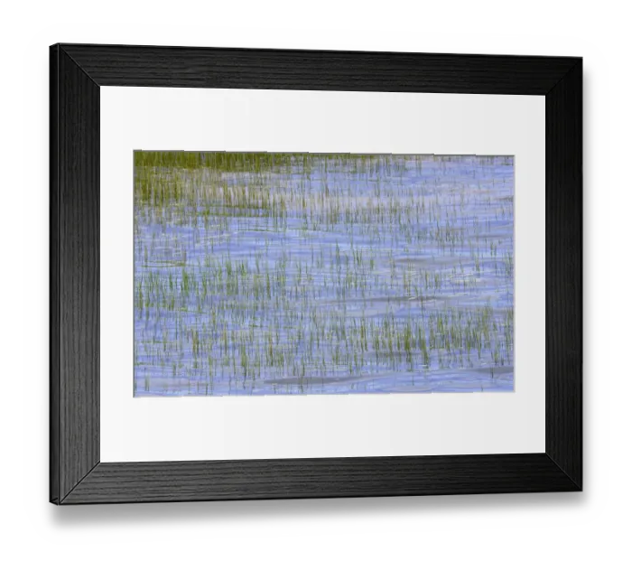 Framed Print : Canada, Nova Scotia, Bay of Fundy, grass sticking out of sea, summer Framed Print : Canada, Nova Scotia, Bay of Fundy, grass sticking out of sea, summer