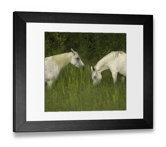 Framed Print : Two Arabian mares grazing in tall grass, side view Framed Print : Two Arabian mares grazing in tall grass, side view