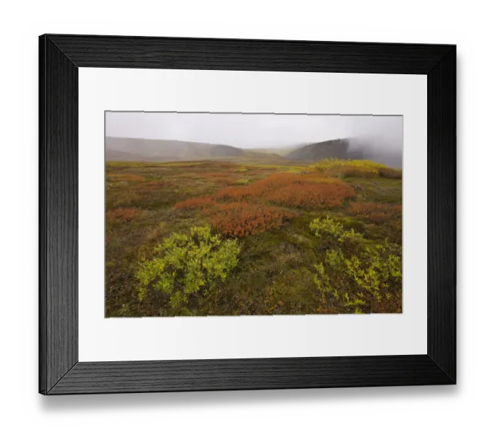Framed Print : USA, Alaska, North Slope, Slope Mountain, tundra in fog, autumn Framed Print : USA, Alaska, North Slope, Slope Mountain, tundra in fog, autumn
