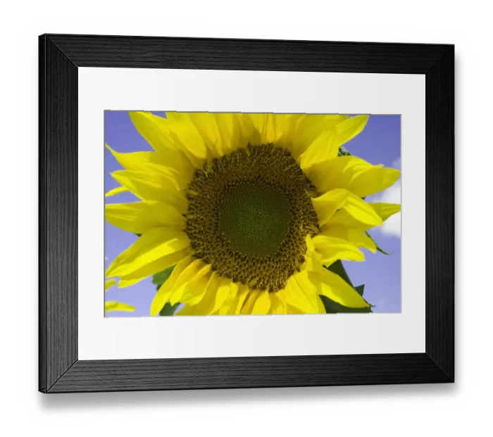 Framed Print : Sunflower (Helianthus sp. ), close-up Framed Print : Sunflower (Helianthus sp. ), close-up