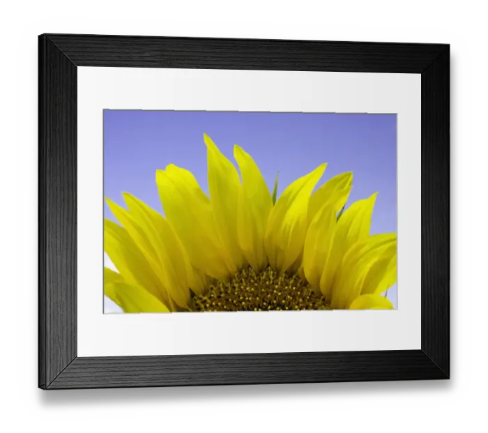 Framed Print : Sunflower (Helianthus sp. ), close-up Framed Print : Sunflower (Helianthus sp. ), close-up