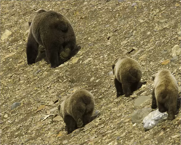 Brown bear (Ursus arctos) and three cubs on shingle scree, rear view