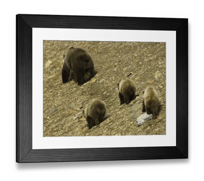 Framed Print : Brown bear (Ursus arctos) and three cubs on shingle scree, rear view Framed Print : Brown bear (Ursus arctos) and three cubs on shingle scree, rear view