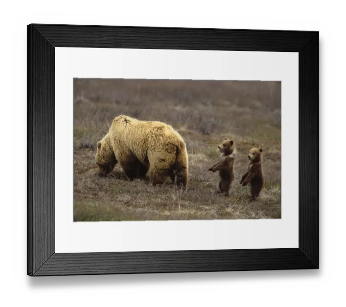 Framed Print : Grizzly bear (Ursus arctos) in field with two cubs Framed Print : Grizzly bear (Ursus arctos) in field with two cubs