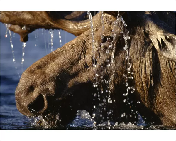 Close-up of bull moose (Alces alces) with water dripping off antlers