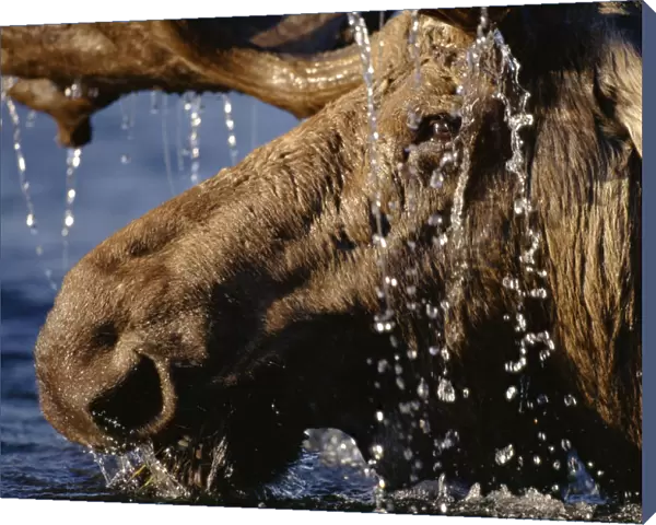Close-up of bull moose (Alces alces) with water dripping off antlers