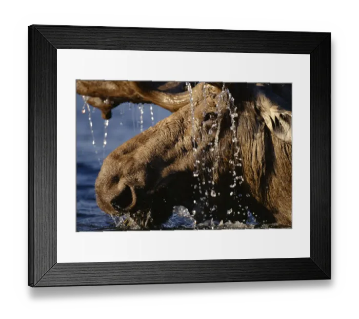 Framed Print : Close-up of bull moose (Alces alces) with water dripping off antlers Framed Print : Close-up of bull moose (Alces alces) with water dripping off antlers
