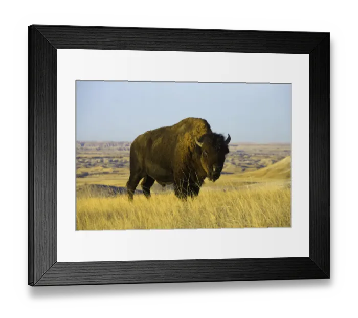 Framed Print : Young bison bull standing in grass, autumn Framed Print : Young bison bull standing in grass, autumn