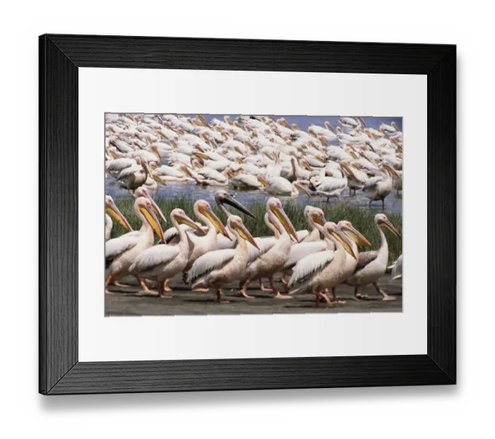 Framed Print : Great white pelicans walking in one direction, others swimming in lake Framed Print : Great white pelicans walking in one direction, others swimming in lake