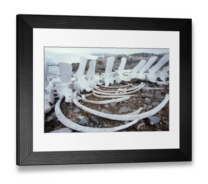 Framed Print : Antarctica, Port Lockroy, fin whale bones on shore, penguins nearby