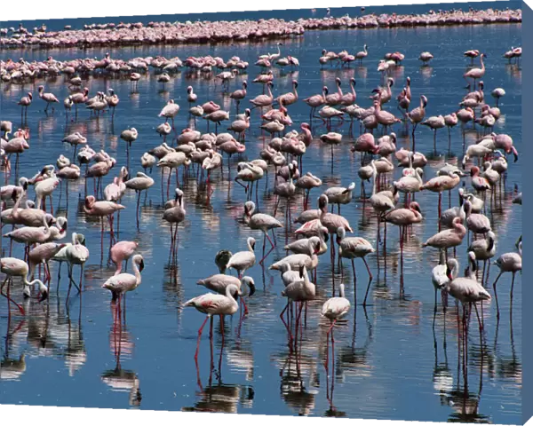 Lesser flamingos (Phoeniconaias minor) in shallow, alkaline lake