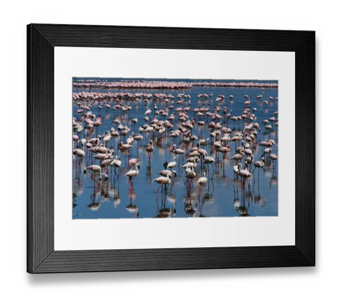 Framed Print : Lesser flamingos (Phoeniconaias minor) in shallow, alkaline lake Framed Print : Lesser flamingos (Phoeniconaias minor) in shallow, alkaline lake