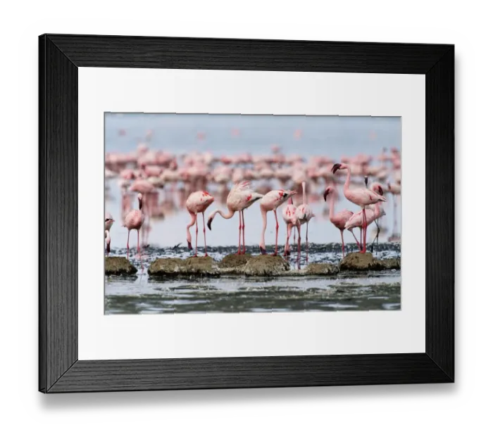 Framed Print : Lesser flamingos building mud nests on edge of shallow, alkaline lake