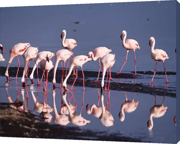 Lesser flamingos (Phoeniconaias minor) feeding in shallow lake