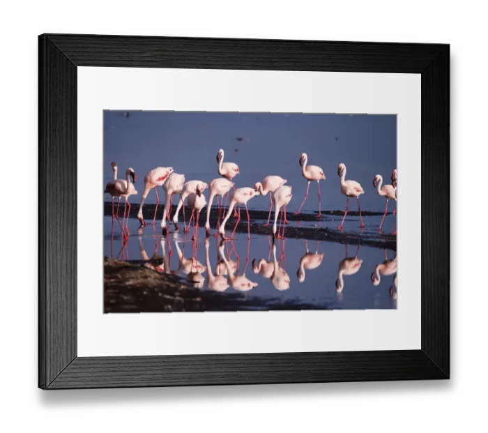 Framed Print : Lesser flamingos (Phoeniconaias minor) feeding in shallow lake Framed Print : Lesser flamingos (Phoeniconaias minor) feeding in shallow lake