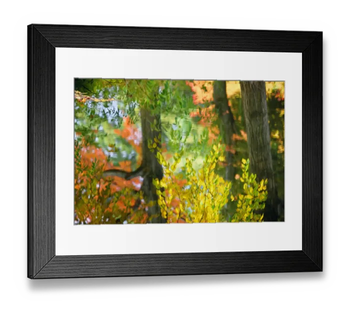 Framed Print : Sugar maples (Acer saccharum) reflecting in pond, autumn Framed Print : Sugar maples (Acer saccharum) reflecting in pond, autumn