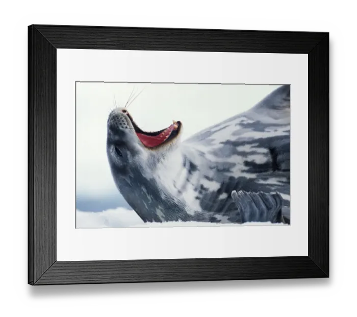 Framed Print : Weddell seal (Leptonychotes weddellii) yawning, close-up Framed Print : Weddell seal (Leptonychotes weddellii) yawning, close-up