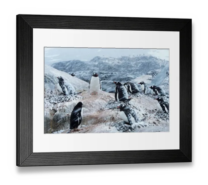 Framed Print : Gentoo penguins on nests, protecting chicks during snowstorm Framed Print : Gentoo penguins on nests, protecting chicks during snowstorm