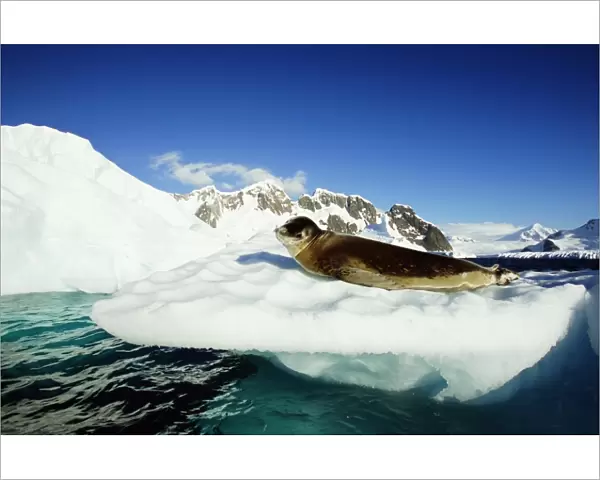 Leopard seal (Hydrurga leptonyx) on ice floe, side view