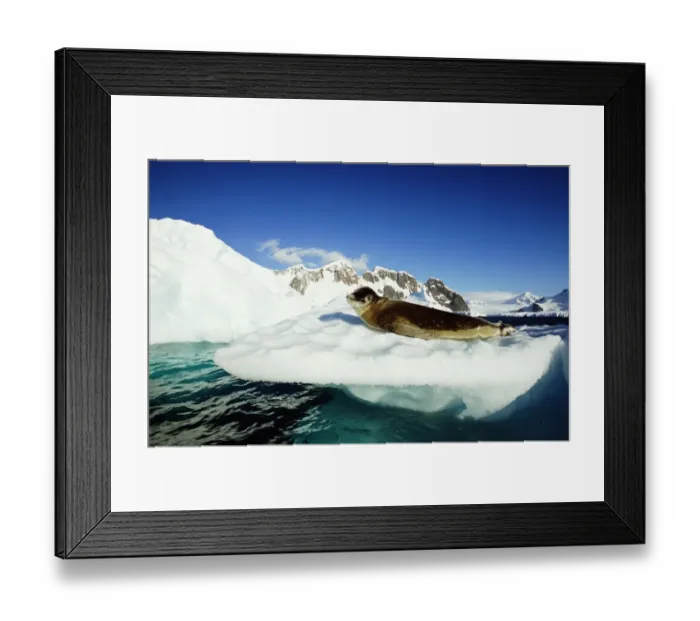 Framed Print : Leopard seal (Hydrurga leptonyx) on ice floe, side view Framed Print : Leopard seal (Hydrurga leptonyx) on ice floe, side view
