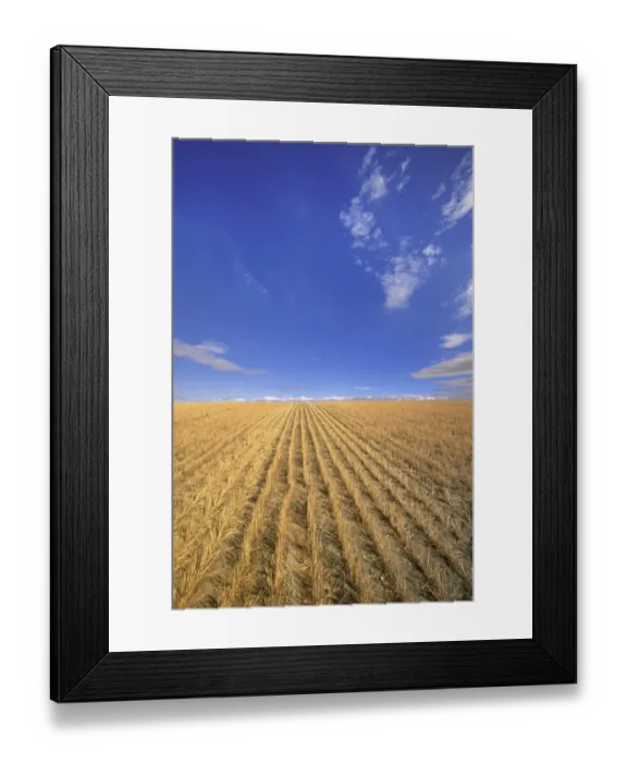 Framed Print : USA, Montana, Billings, harvested wheatfield, autumn Framed Print : USA, Montana, Billings, harvested wheatfield, autumn