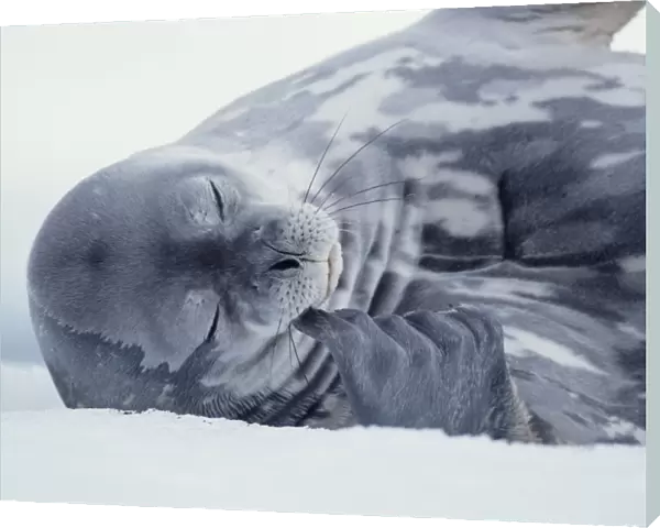 Weddell seal (Leptonychotes weddellii) lying on ice
