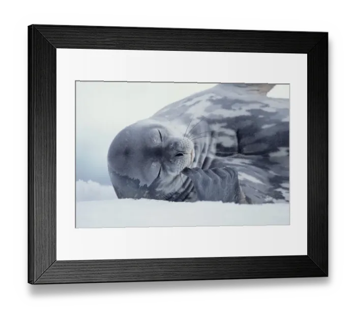 Framed Print : Weddell seal (Leptonychotes weddellii) lying on ice Framed Print : Weddell seal (Leptonychotes weddellii) lying on ice