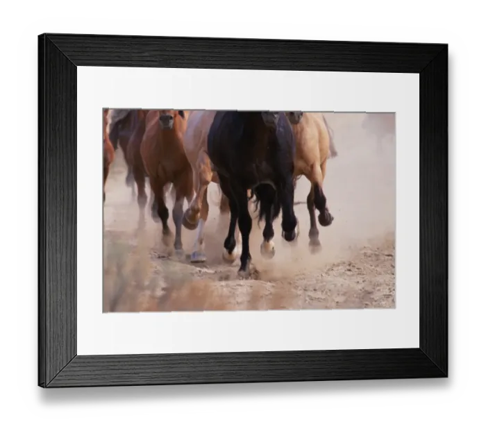 Framed Print : Mustangs (Equus caballus) running, kicking up dust Framed Print : Mustangs (Equus caballus) running, kicking up dust